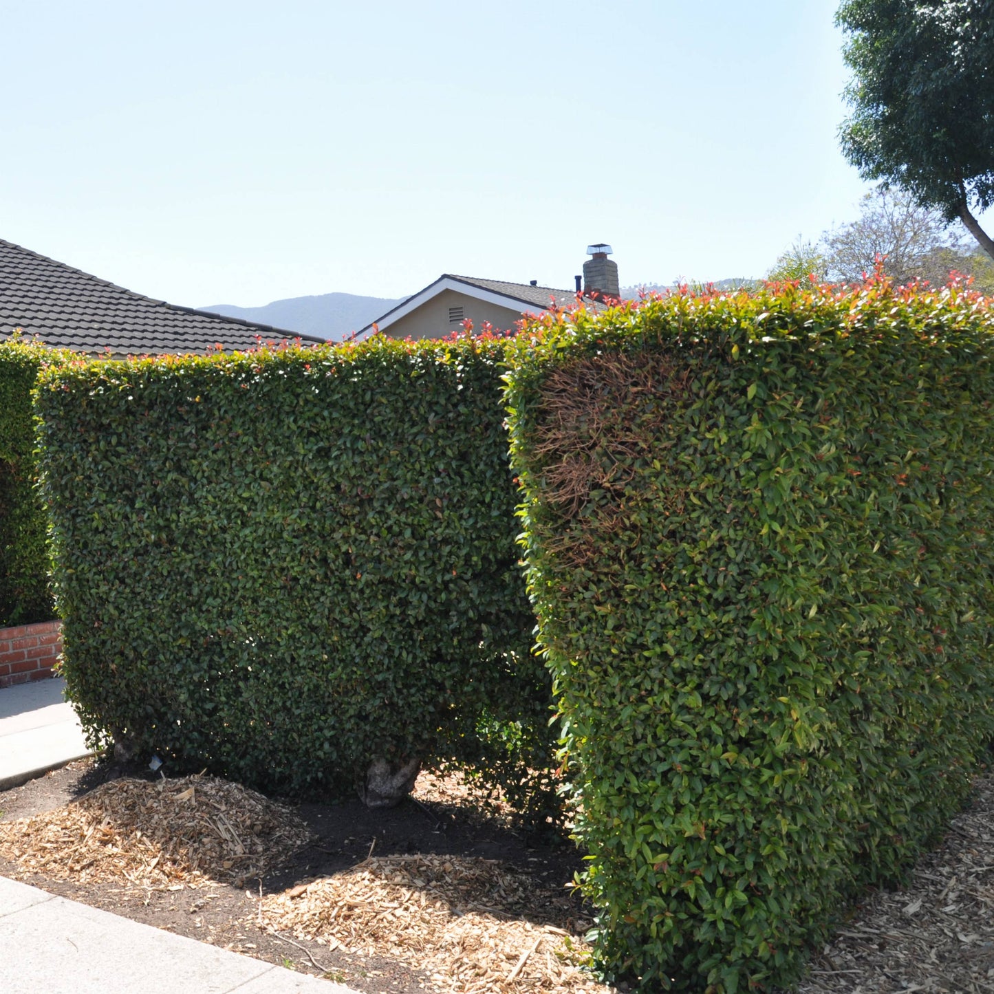 Syzygium paniculatum - Eugenia Tree