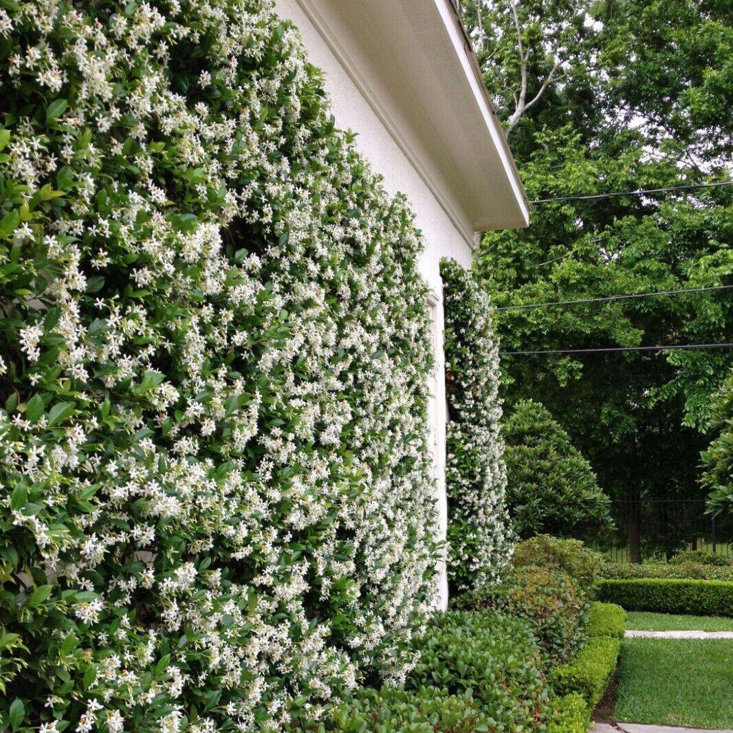 Trachylospermum jasminoides - Star Jasmium
