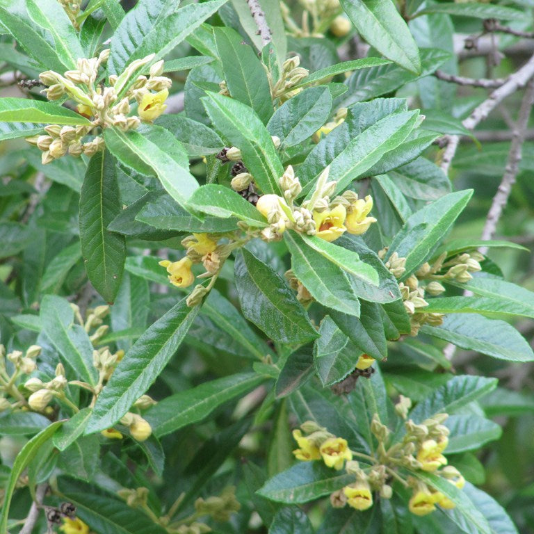 Anastrabe integerrima - Pambati Tree