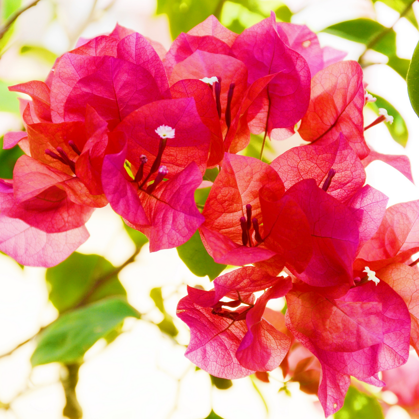 Bougainvillea Brilliant