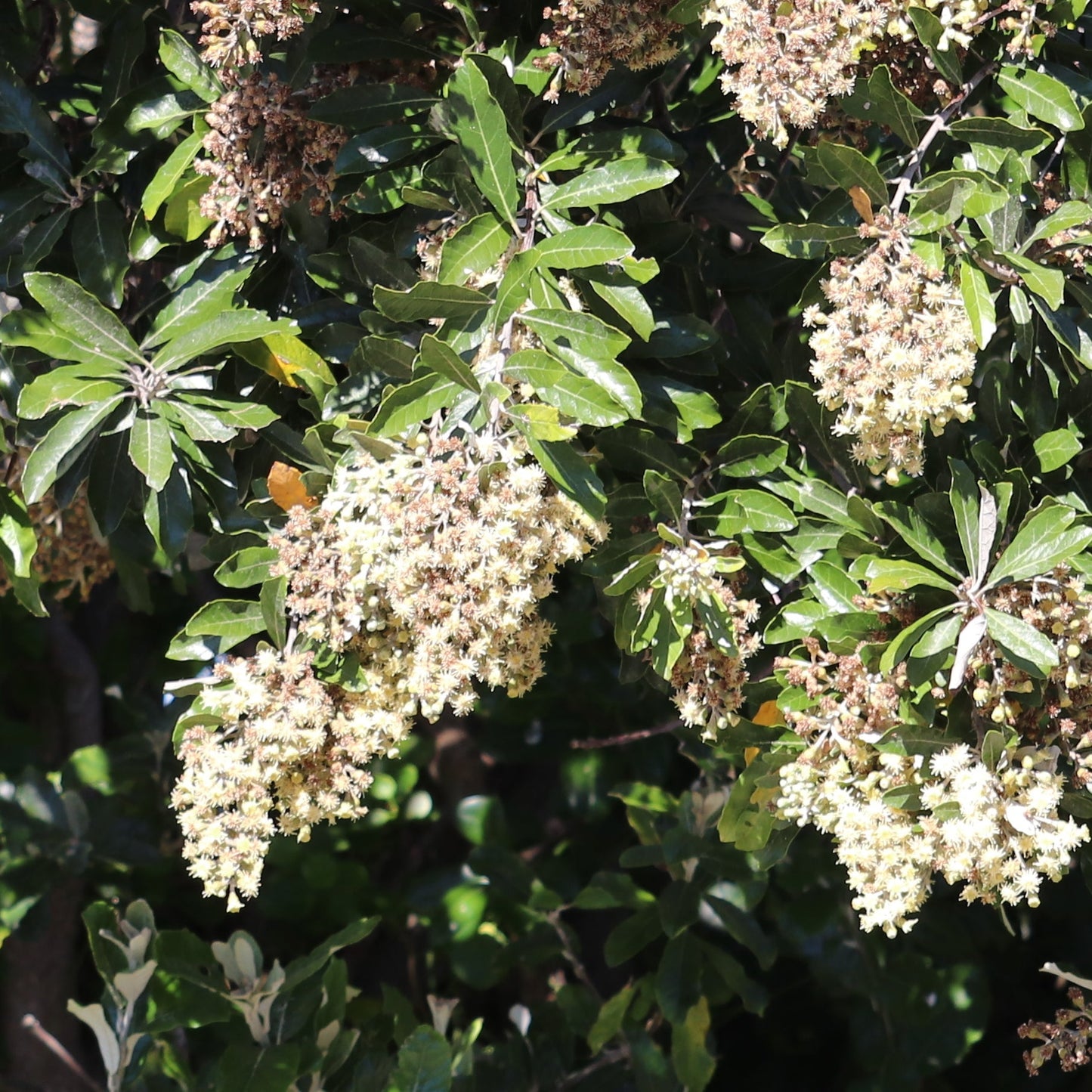 Brachyleana discolour - Coastal Silver Oak