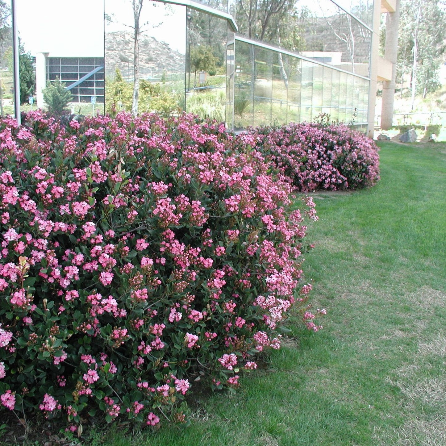 Rhaphiolepsis Dark Pink