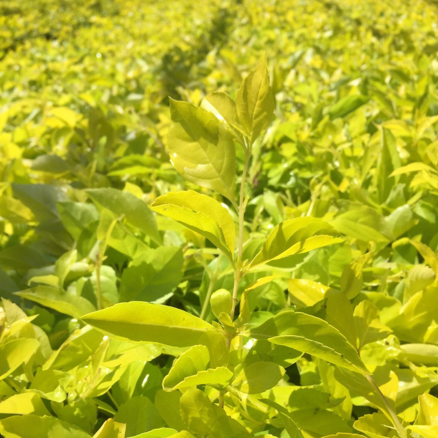 Duranta Gold