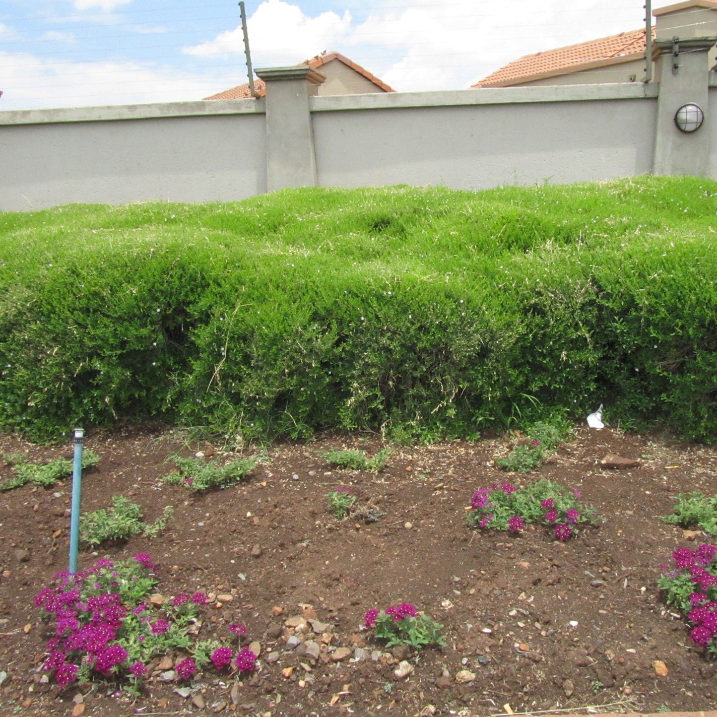 Freylinia tropica bush