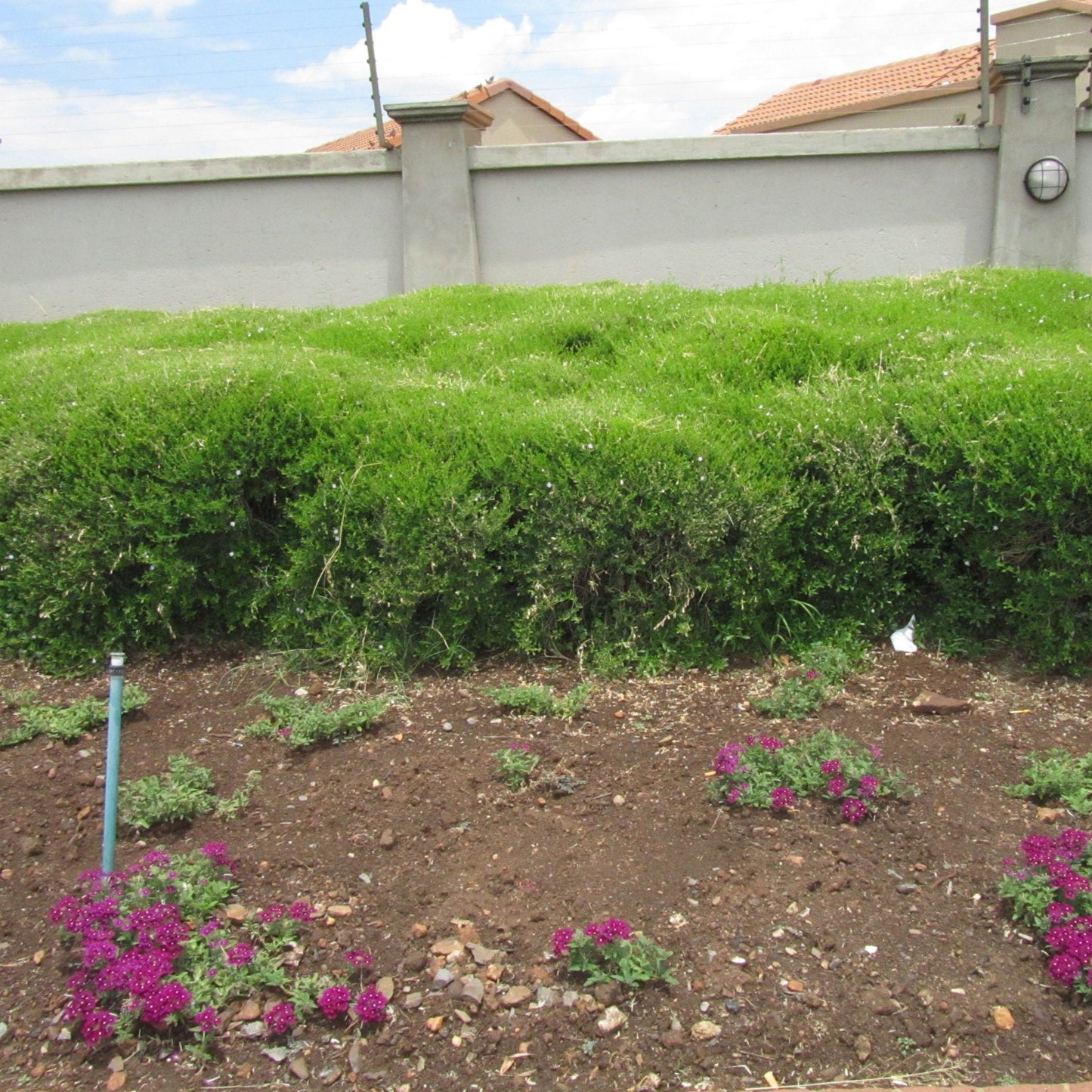 Freylinia tropica (White) - Honeybell Bush