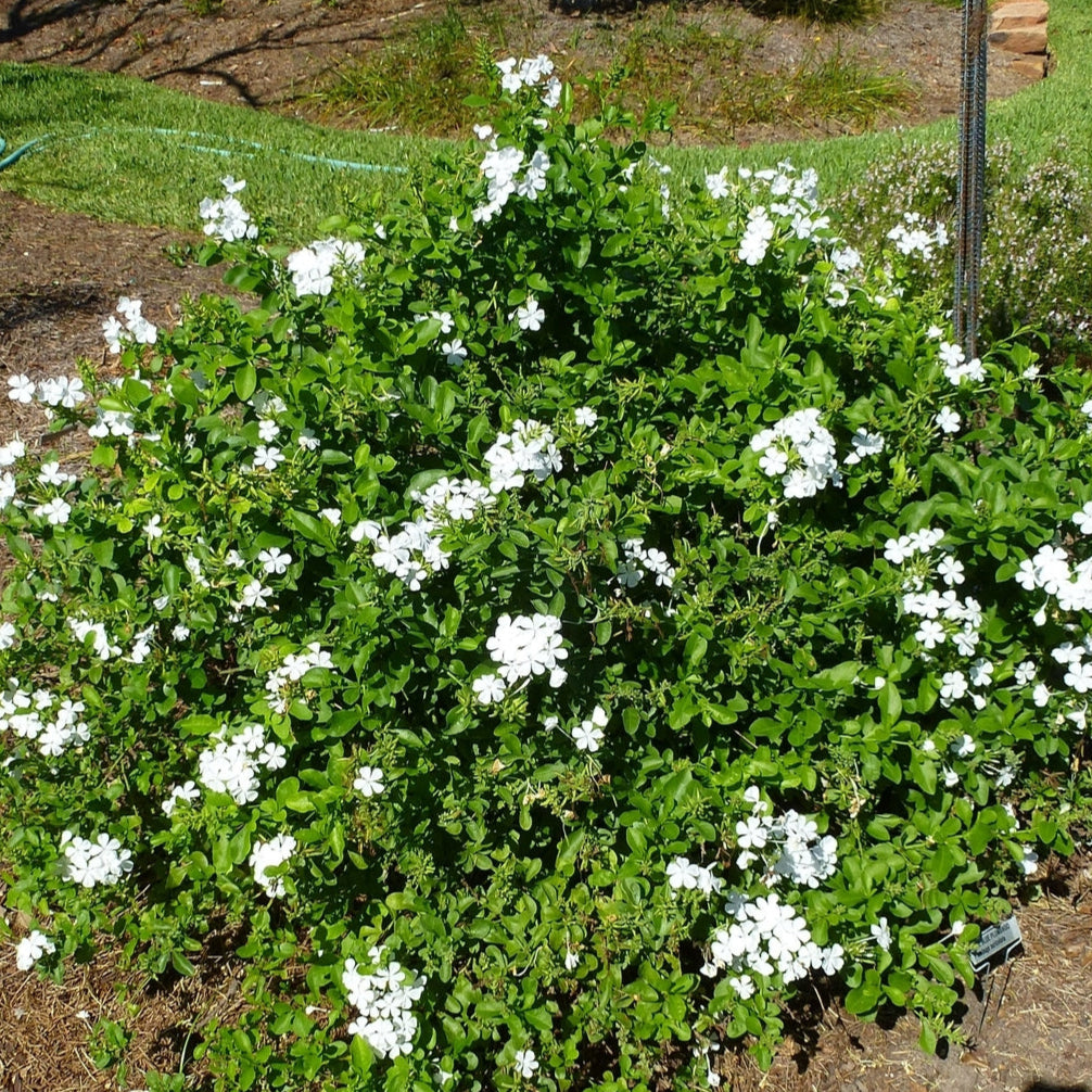 Plumbago auriculata - white
