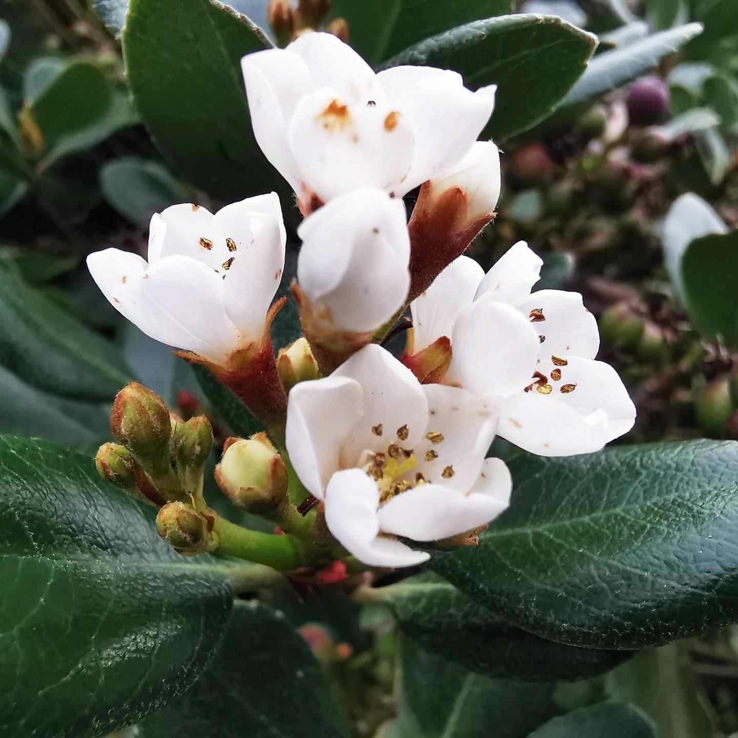 Rhaphiolepsis White
