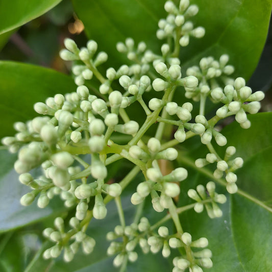 Viburnum sinensis - Sweet Viburnum