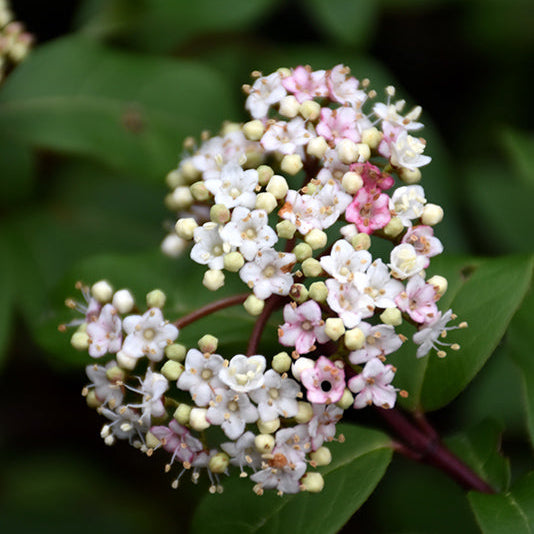 Viburnum tinus compactum