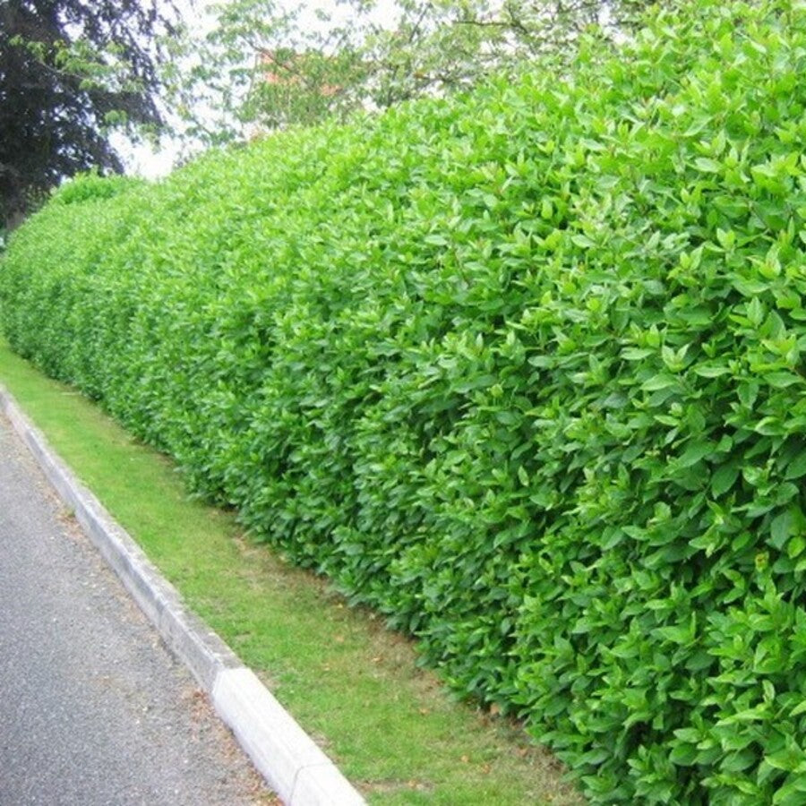 Viburnum tinus lucidum