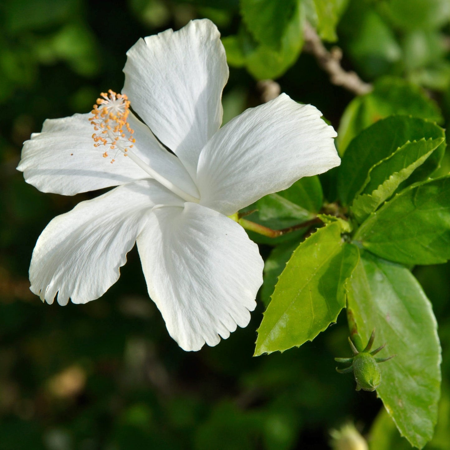 Hibiscus Small White Butterfly
