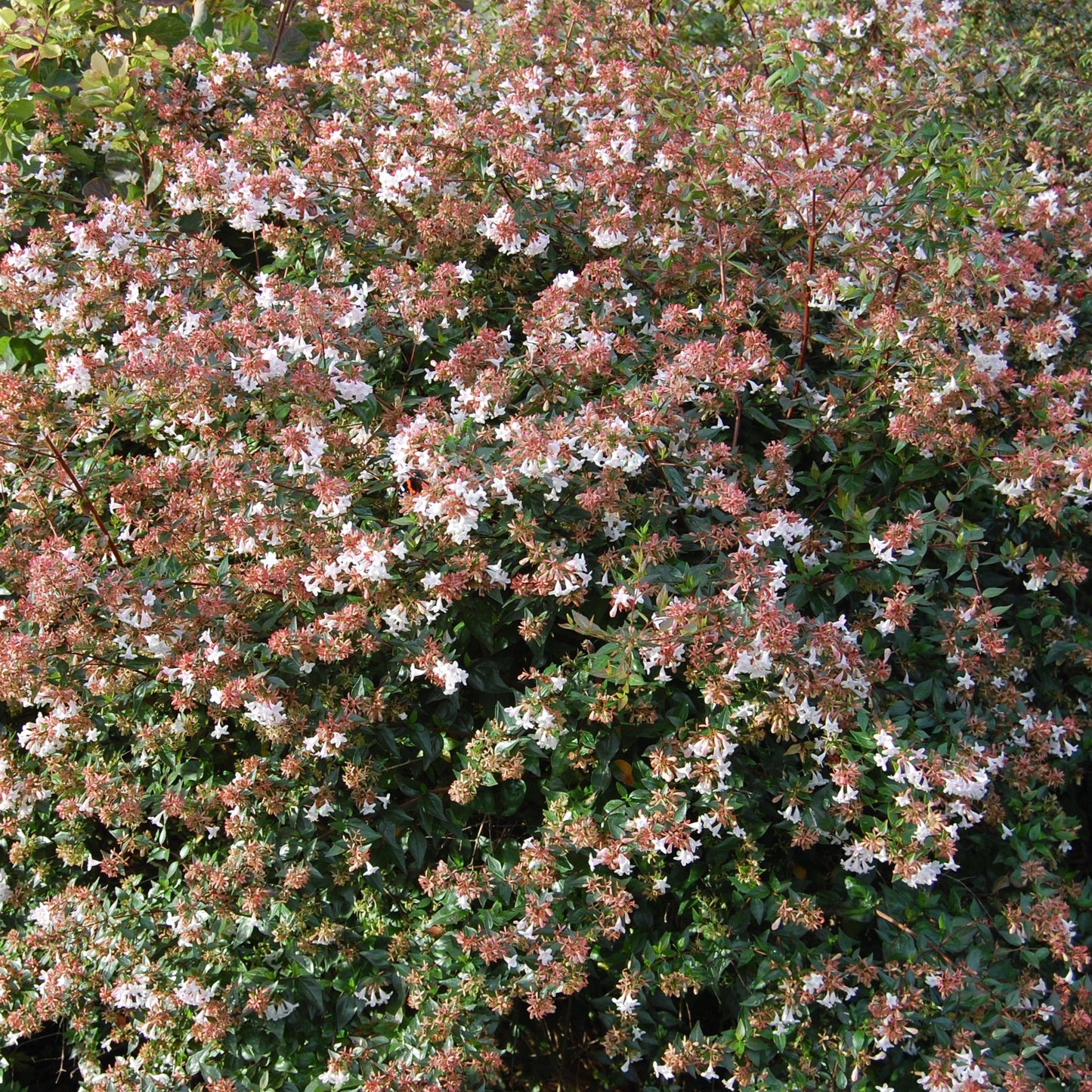 Abelia grandiflora