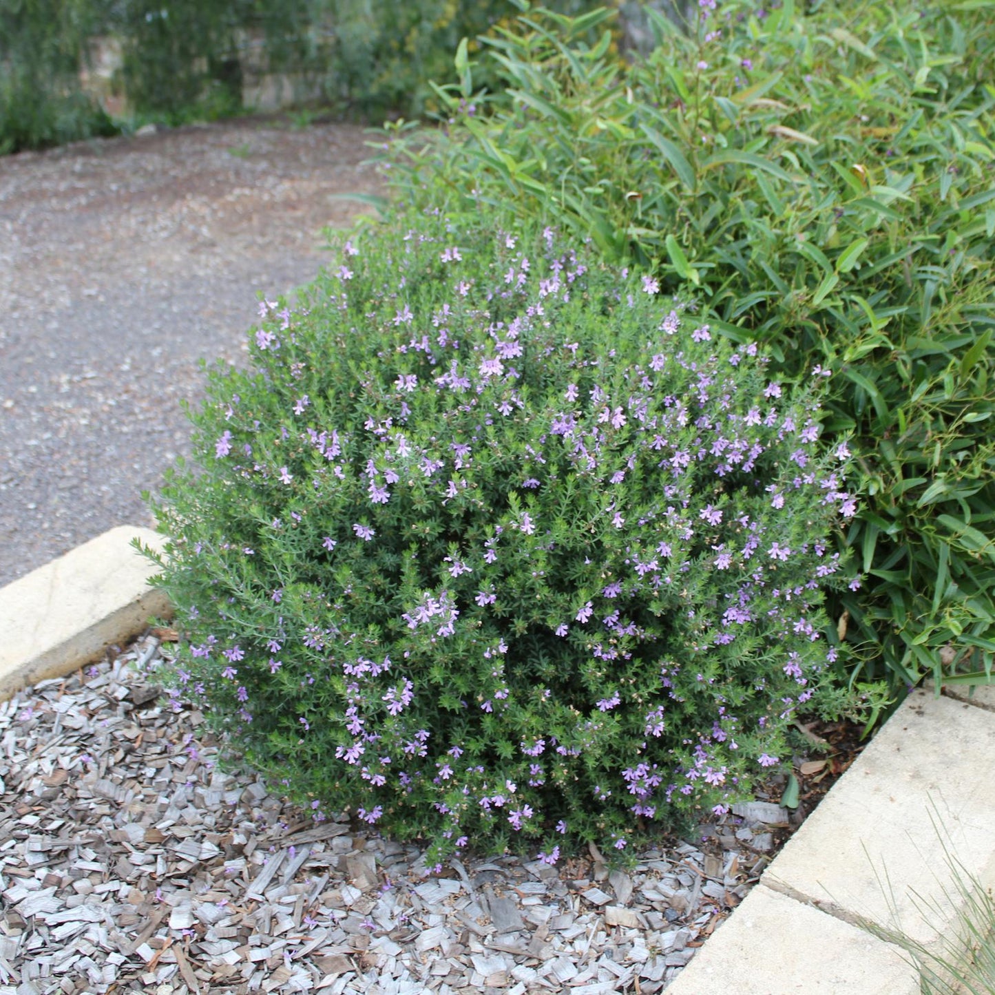 Westringia fruticosa - blue