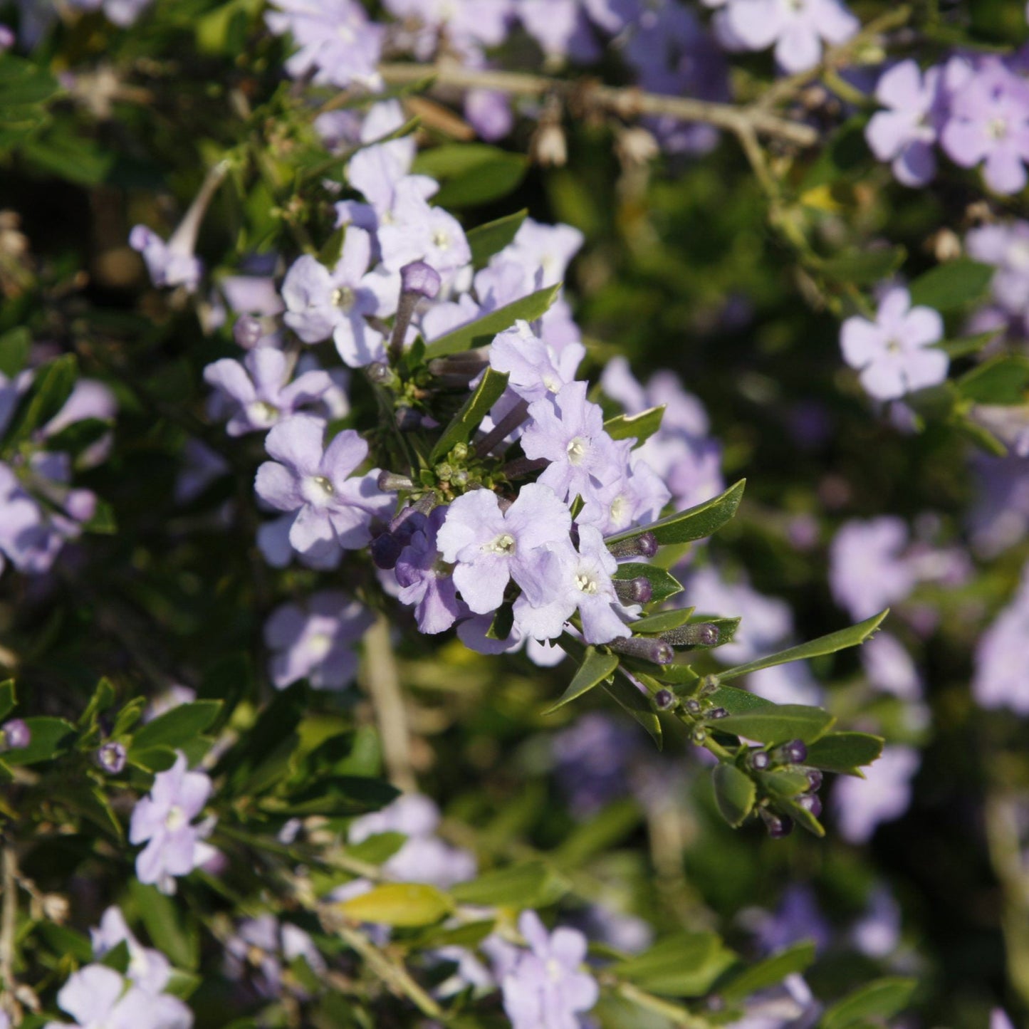 freylinia tropica blue