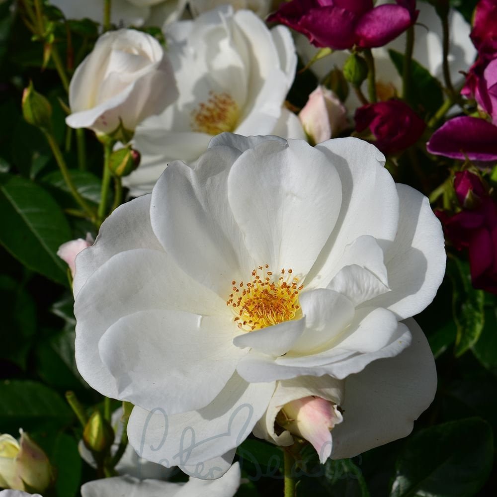 iceberg half standard rose
