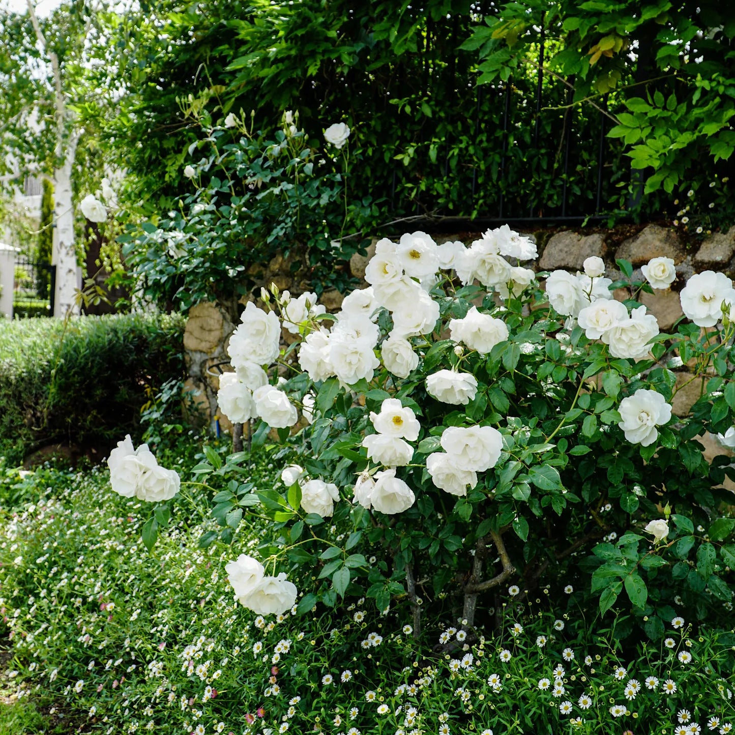 Iceberg Rose