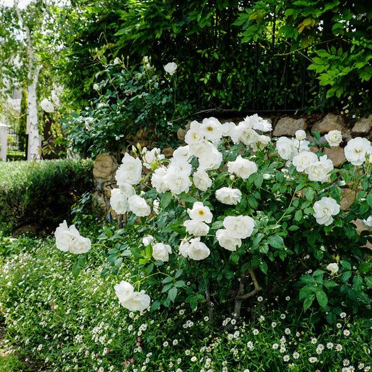 Rose - Iceberg