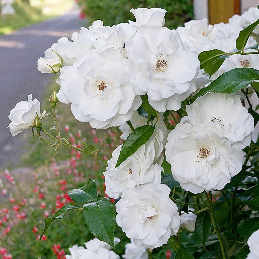 Iceberg Rose