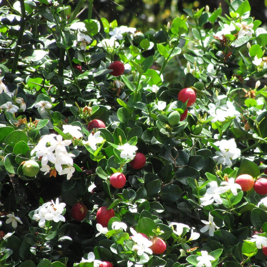 Carissa macrocarpa - Natal plum or num-num