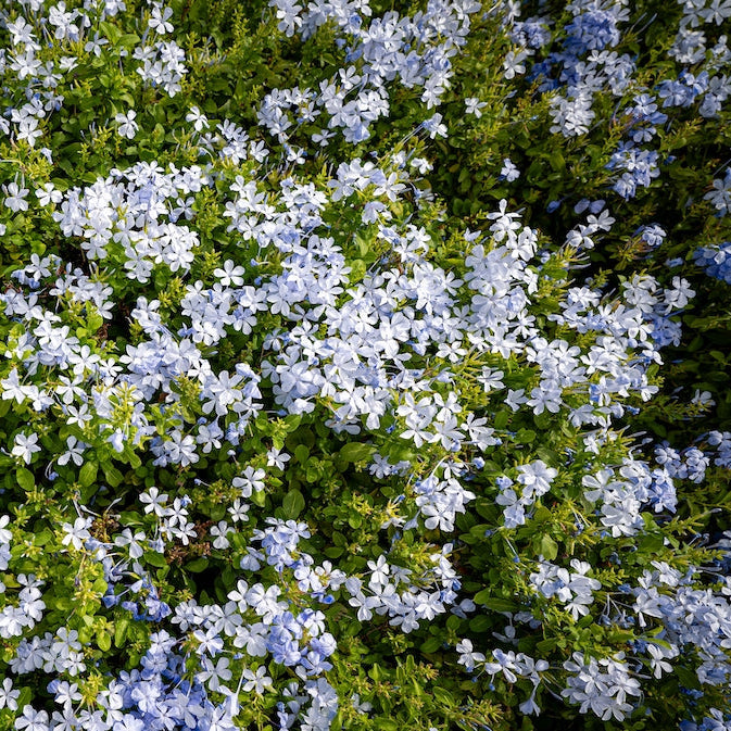 Plumbago auriculata - dark blue