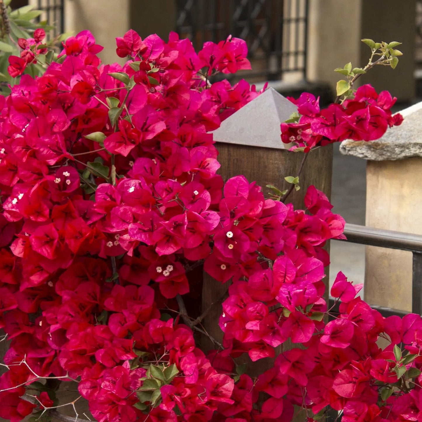 Bougainvillea 'Scarlett o Hara’