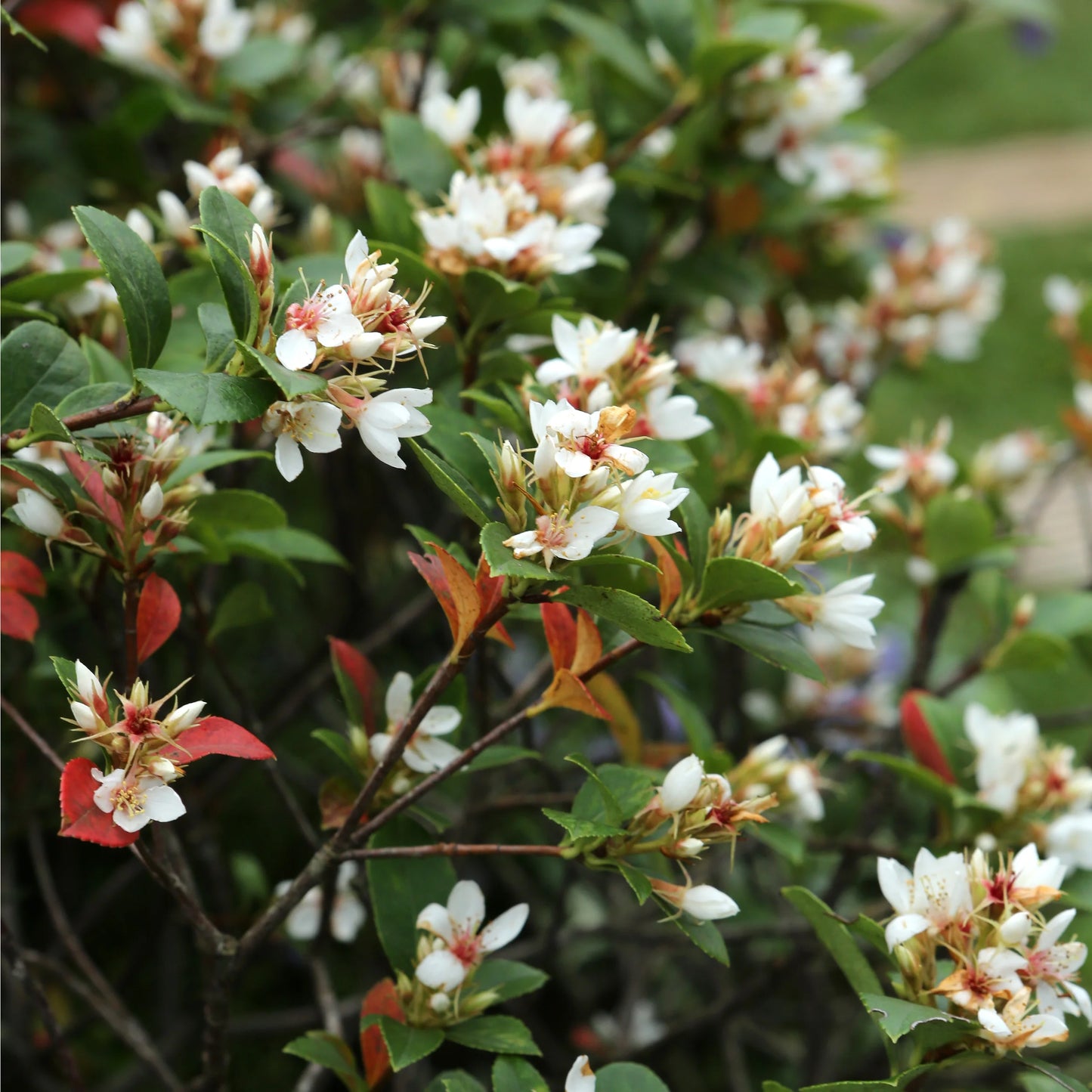 Rhaphiolepsis White