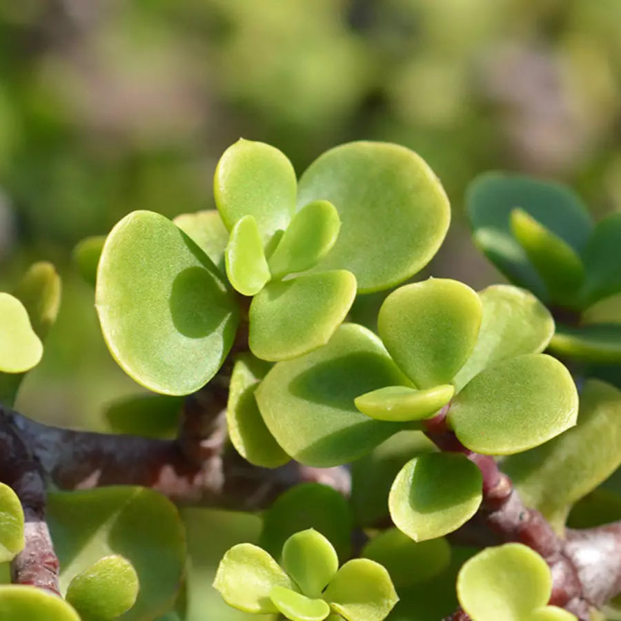 Portulacaria afra - Little Jim - Small leaved spekboom