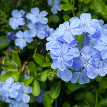 Plumbago auriculata - dark blue