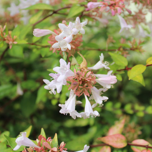Abelia Francis Mason