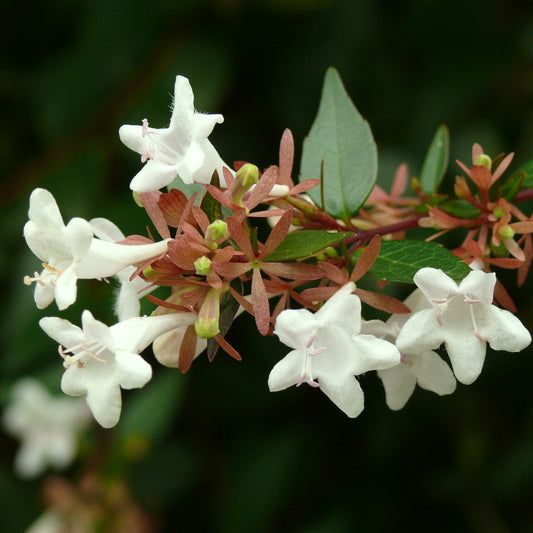 Abelia grandiflora