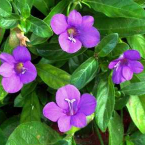 Barleria Purple Prince