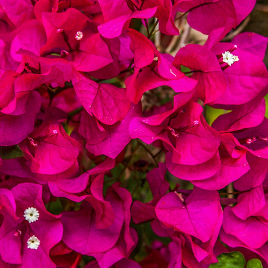 Bougainvillea Brilliant