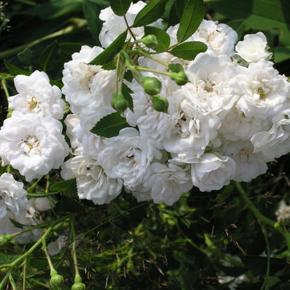 Rose - Crystal Fairy