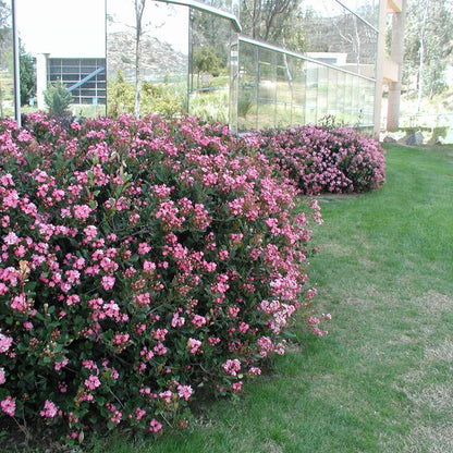 Rhaphiolepsis Dark Pink