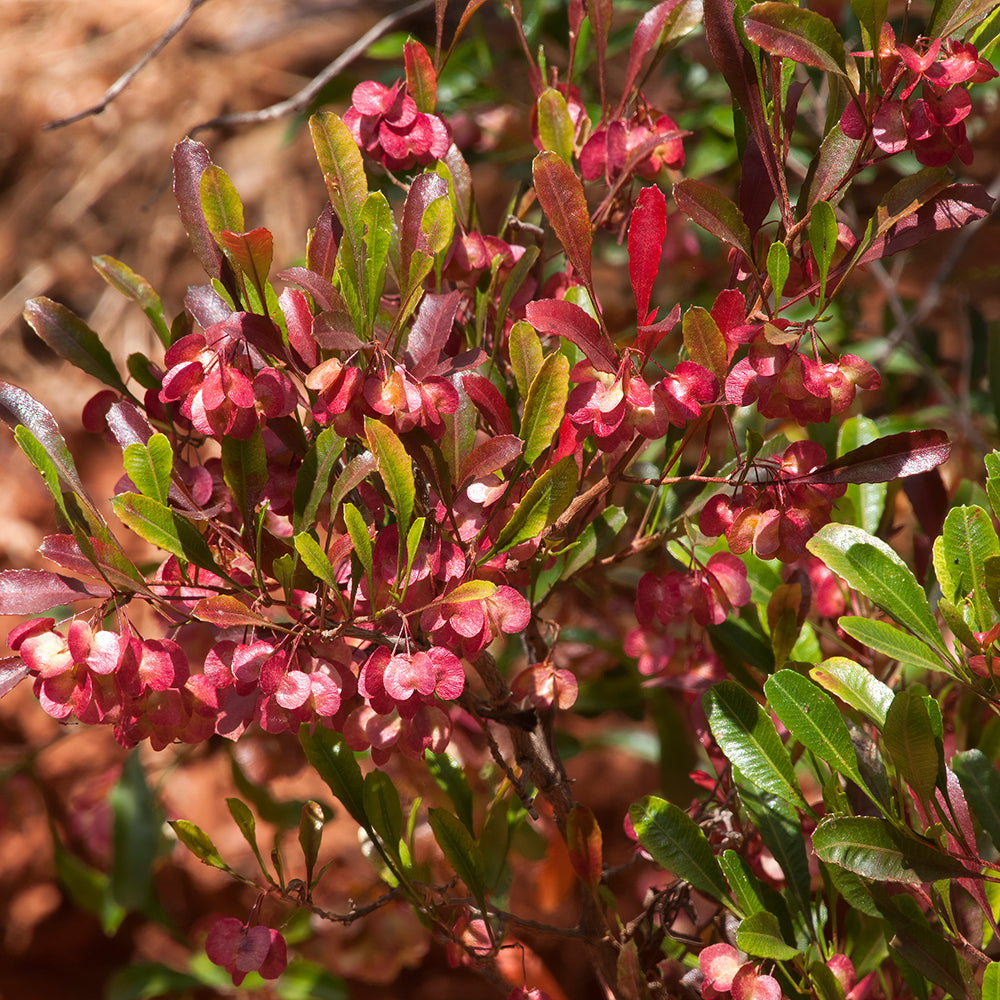 Dodonaea purpurea
