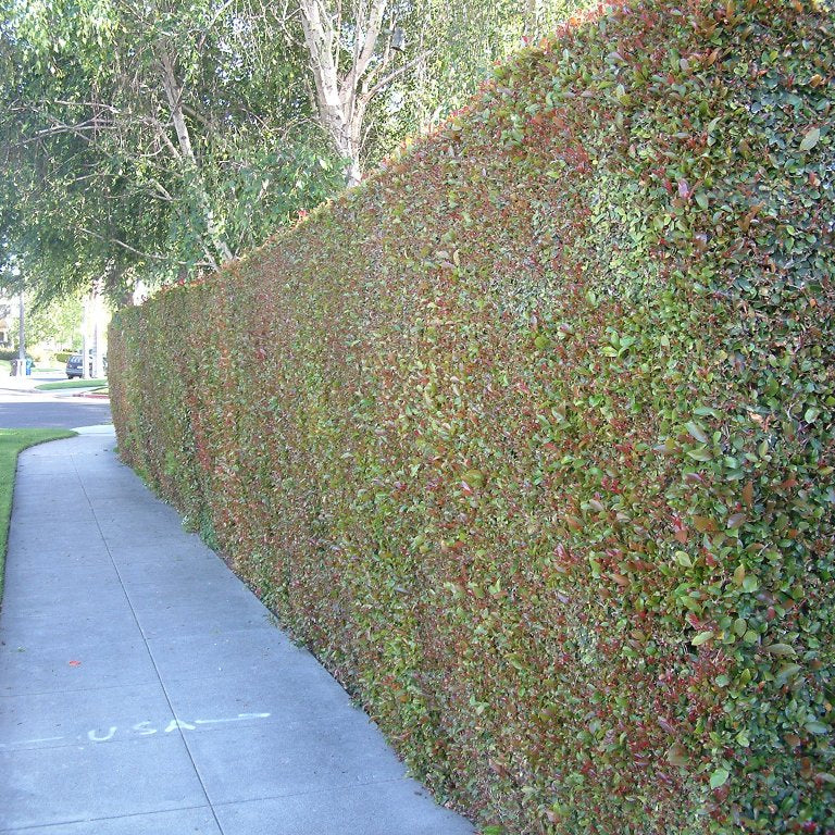 Syzygium paniculatum - Eugenia Tree