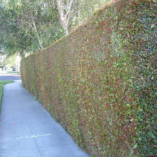 Syzygium paniculatum - Eugenia Tree