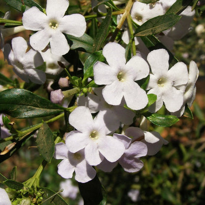 Freylinia tropica (White) - Honeybell Bush