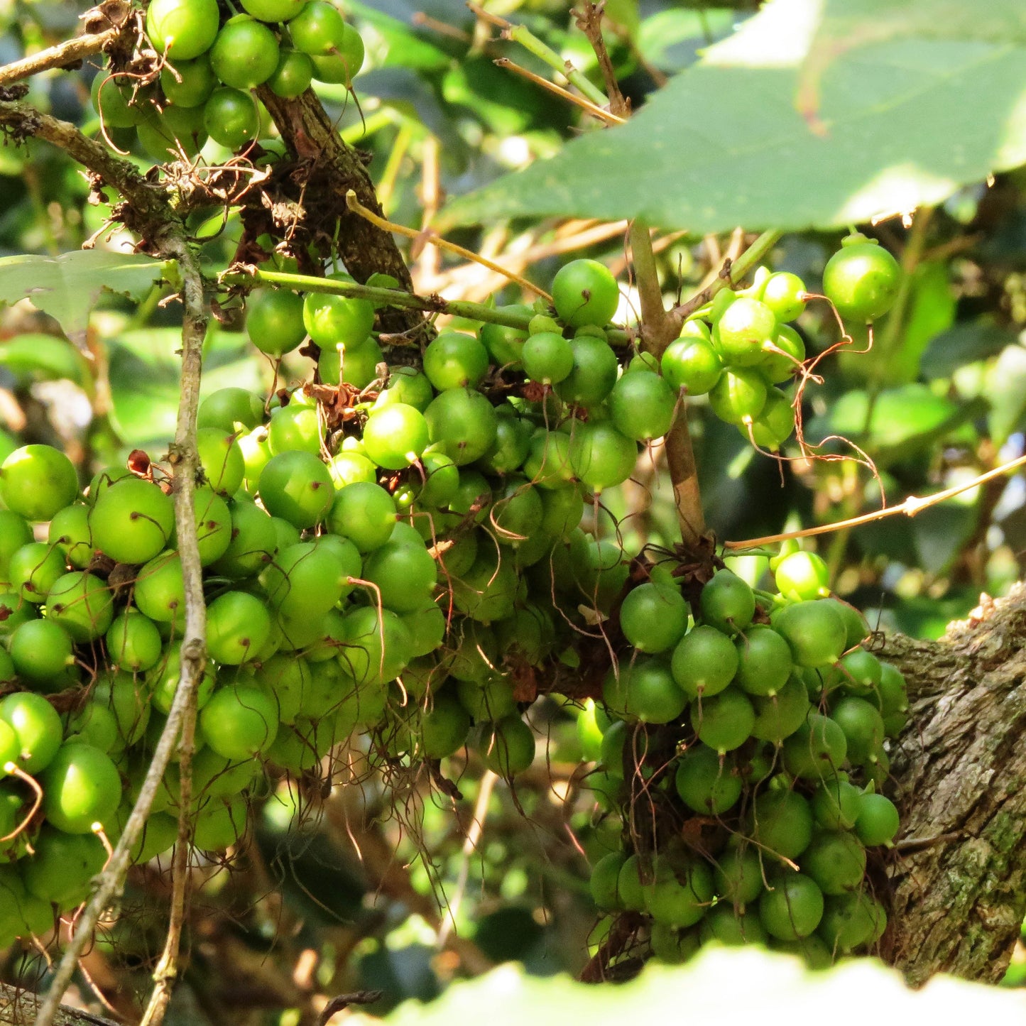 Halleria lucida - Tree Fuschia