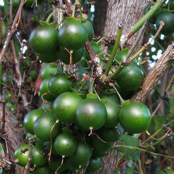 Halleria lucida - Tree Fuschia