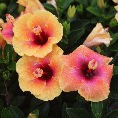 Hibiscus Hollywood - Social Butterfly