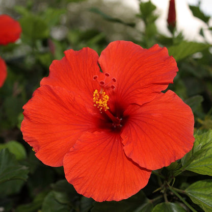 Hibiscus Brilliant Red