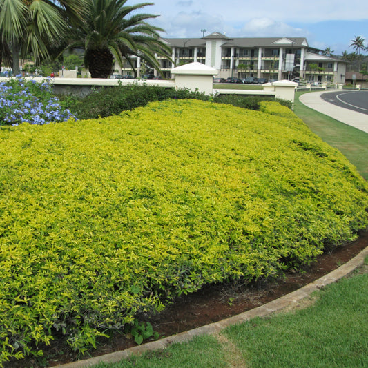 Duranta Gold
