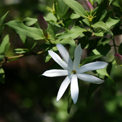 Jasminum multipartitum