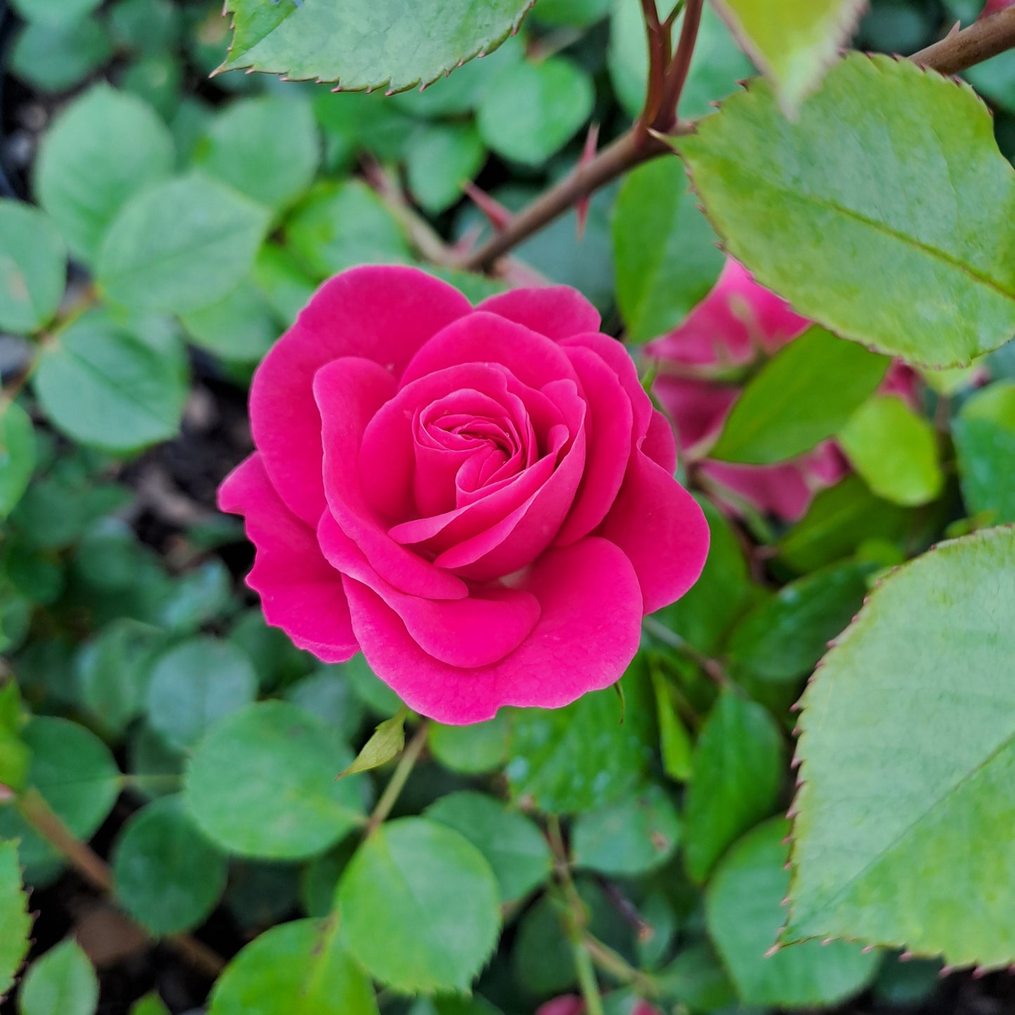Rose - Little Pink Hedge