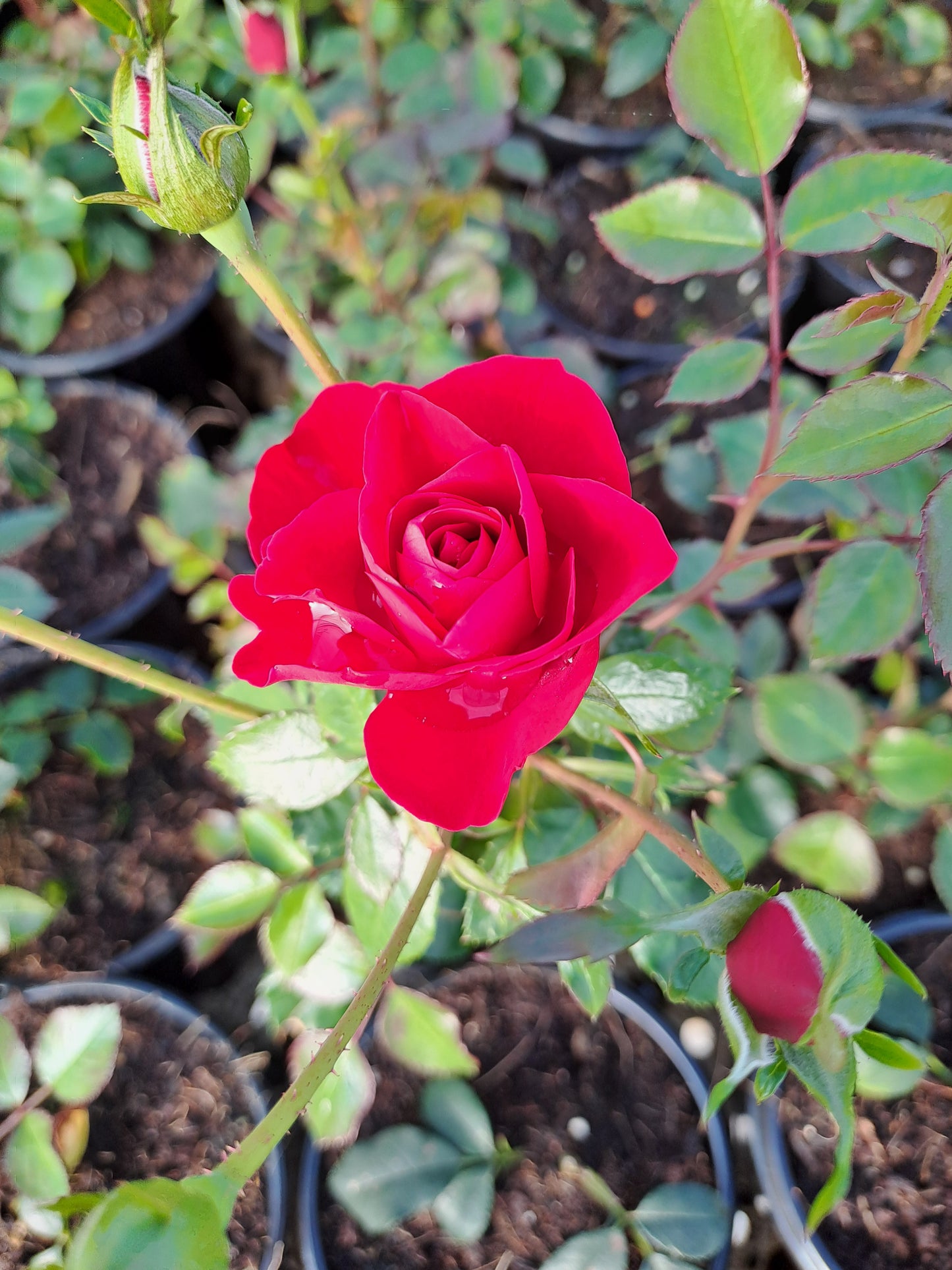 Rose - Little Red Hedge