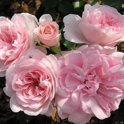 Rose - My Granny