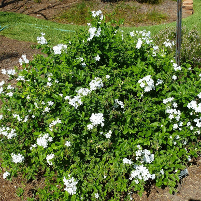 Plumbago auriculata - white
