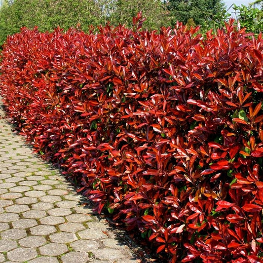 Photinia Red Robin