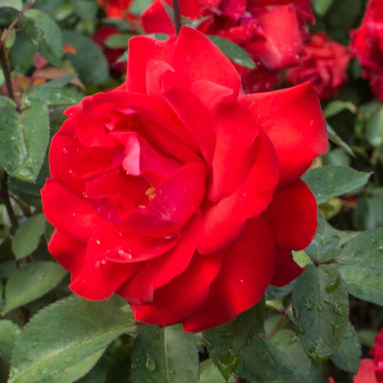 Rose - Satchmo
